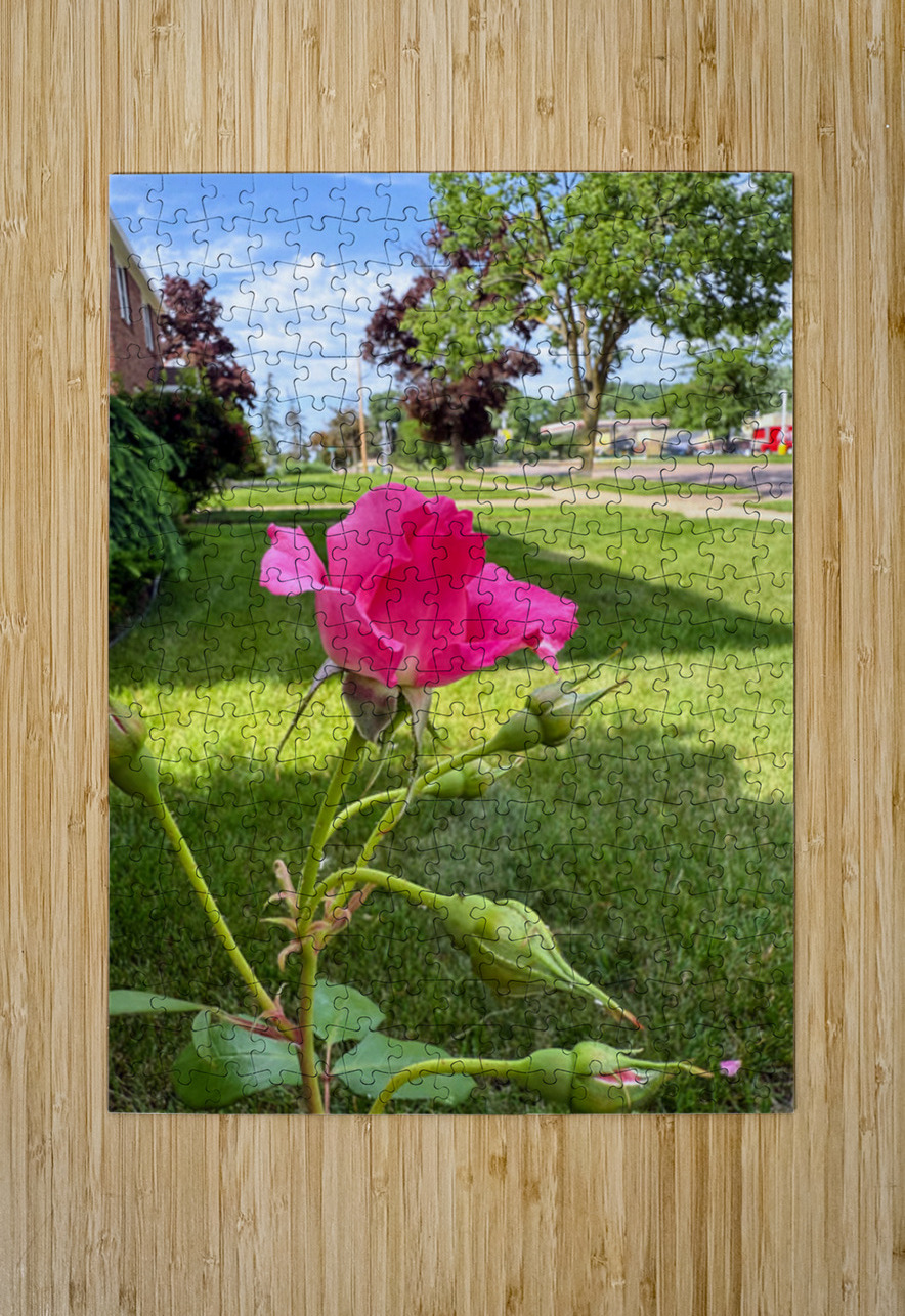 The Rose That Listened to the Wind Click4Pix Puzzle printing