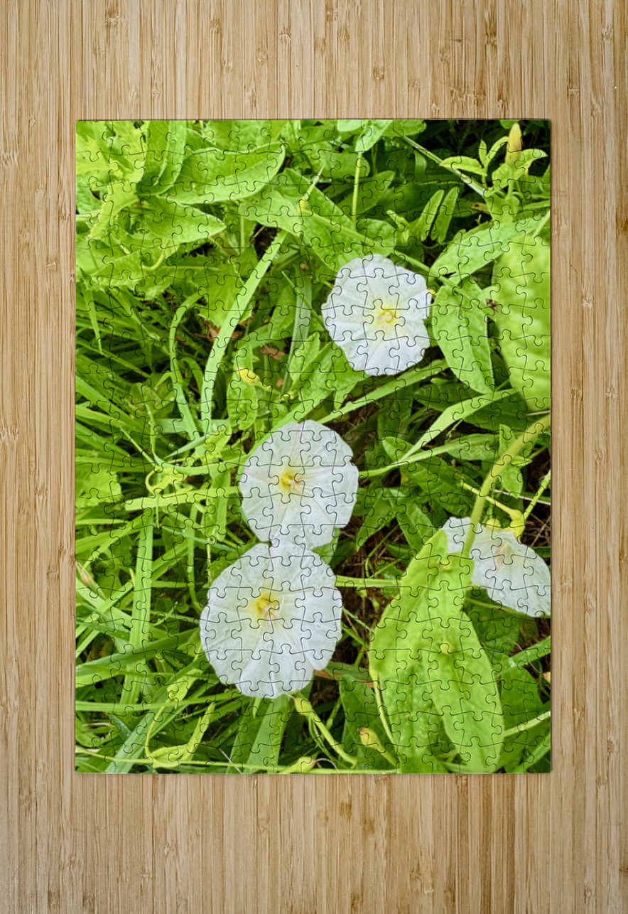 Bindweed Blossoms in the Grass Click4Pix Puzzle printing