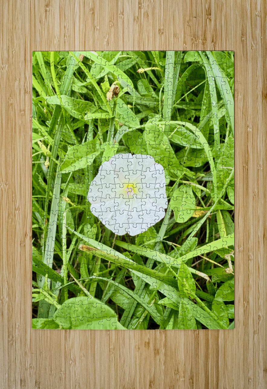 One Wild Bloom : Bindweed Focus Click4Pix Puzzle printing