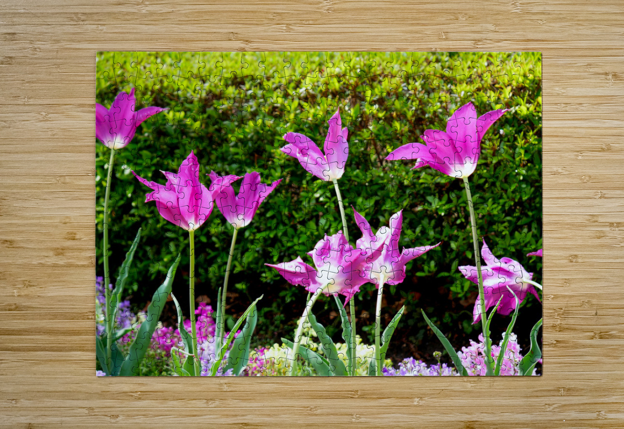 Tulips Singing to the Sun Click4Pix Puzzle printing