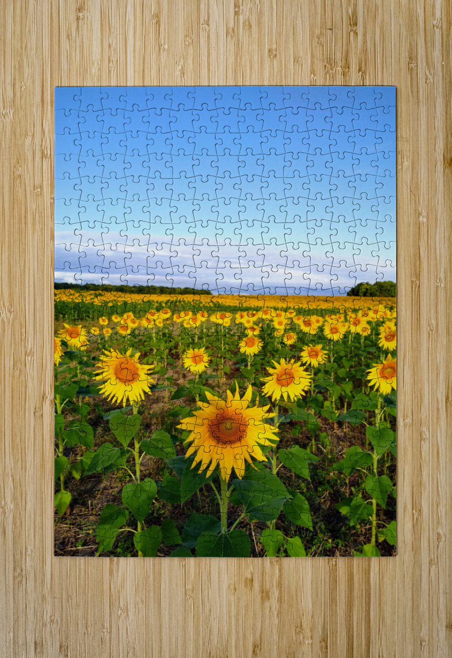 Sunflower Field of Sunshine Click4Pix Puzzle printing