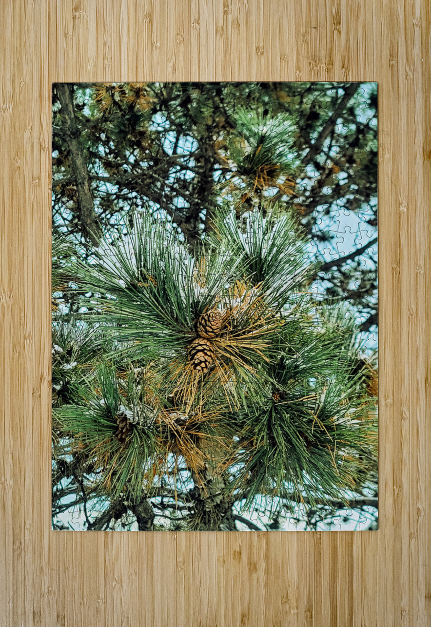  Frosted Pine Cones  Click4Pix Puzzle printing