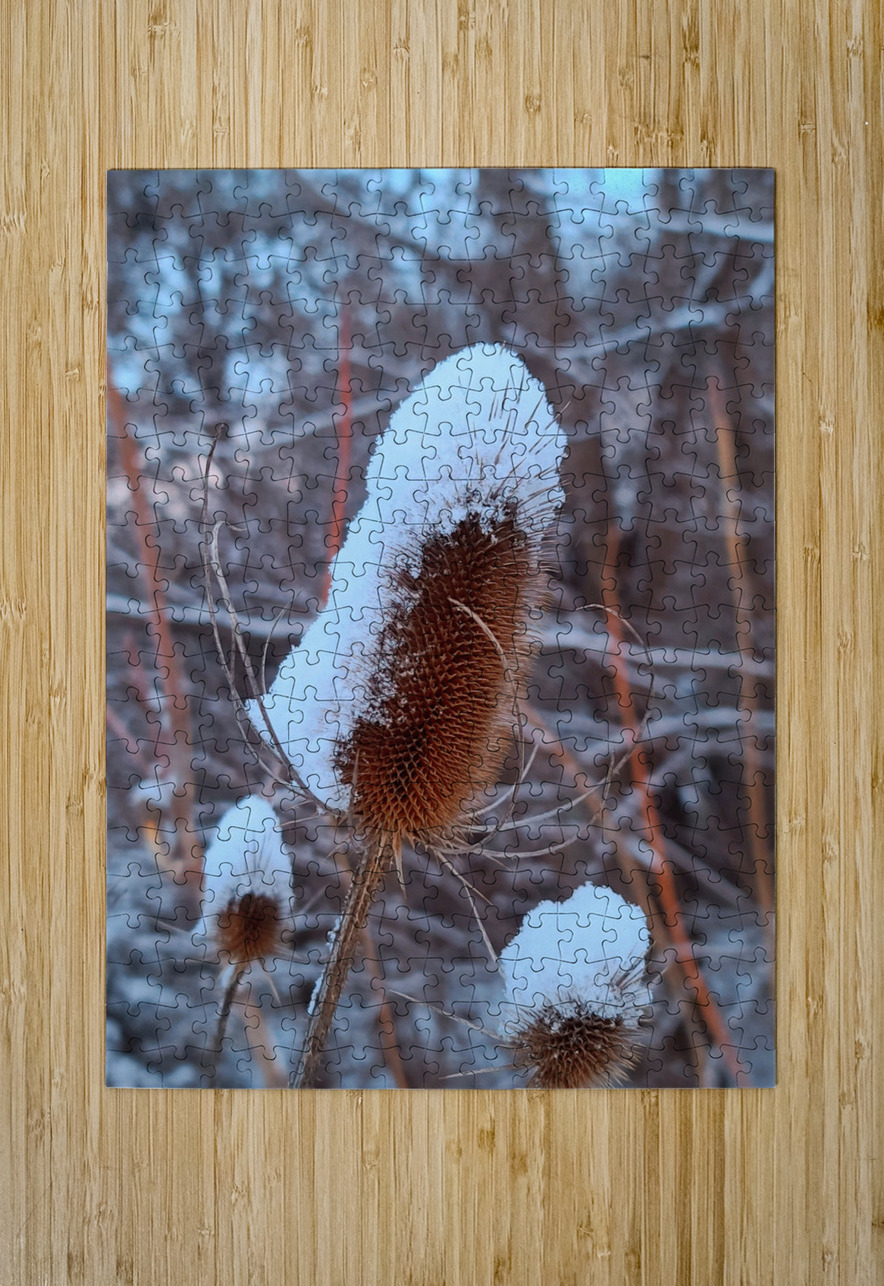 Thorny Lollipop Winter Thistle  Click4Pix Puzzle printing