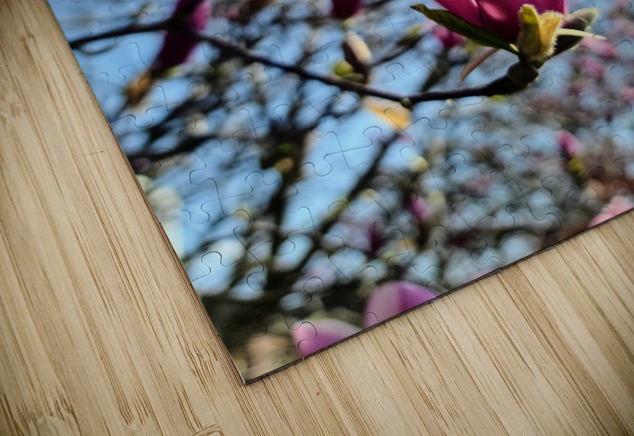 A Magnolias First Embrace of Light Click4Pix Puzzle