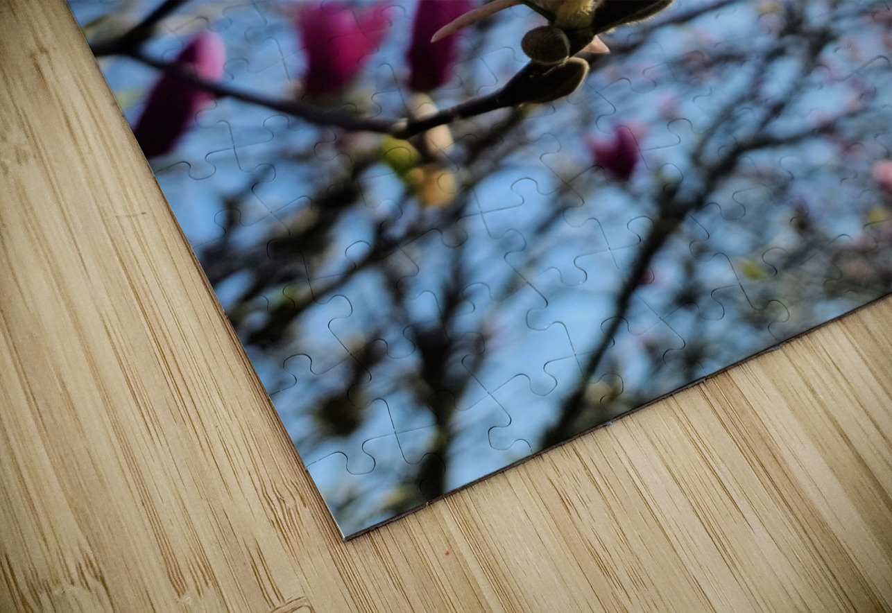 Pink Petals in Warm Light Click4Pix Puzzle