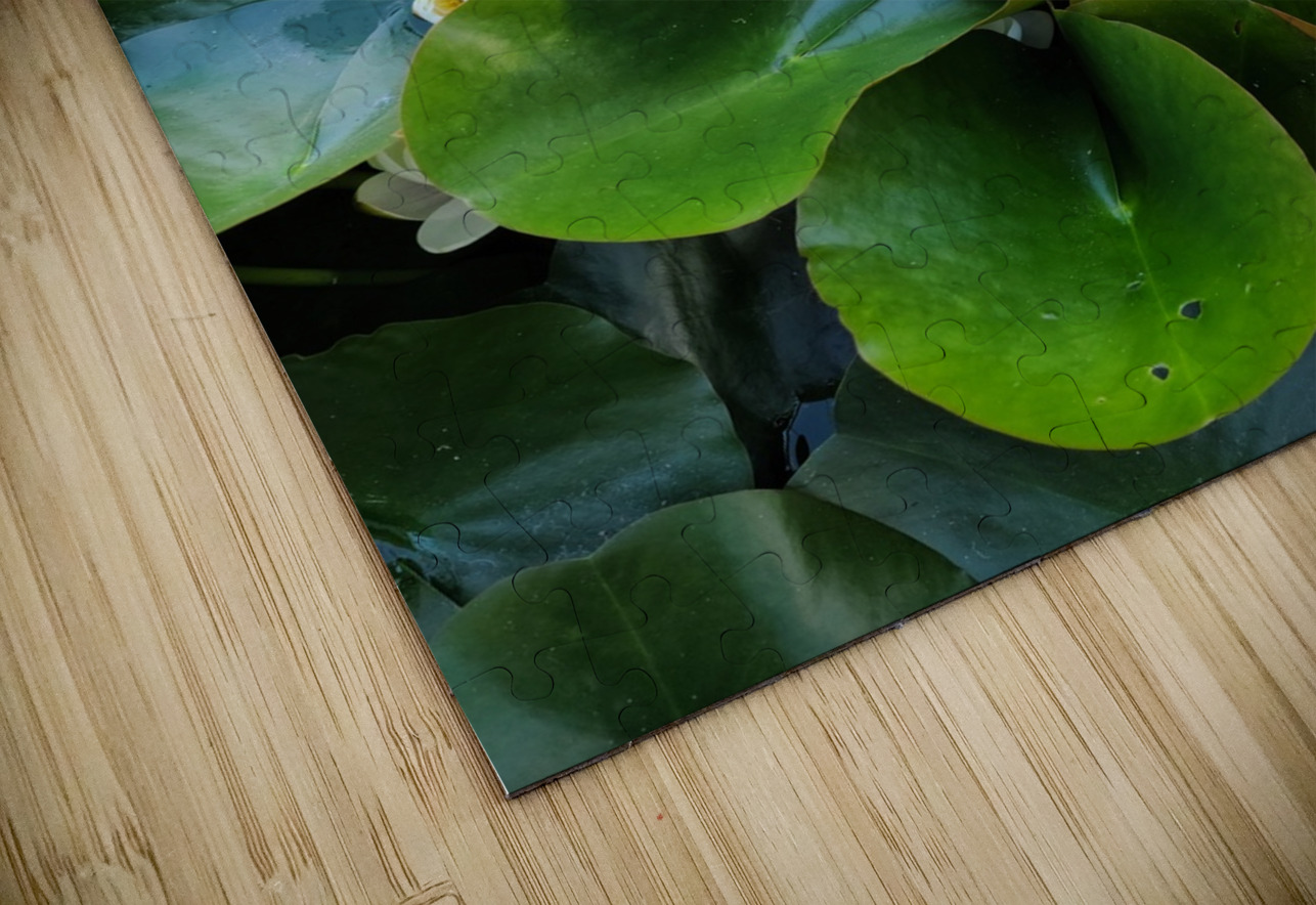 Peeping Beauty Water Lily: Harmony in the Hidden Bloom Click4Pix Puzzle