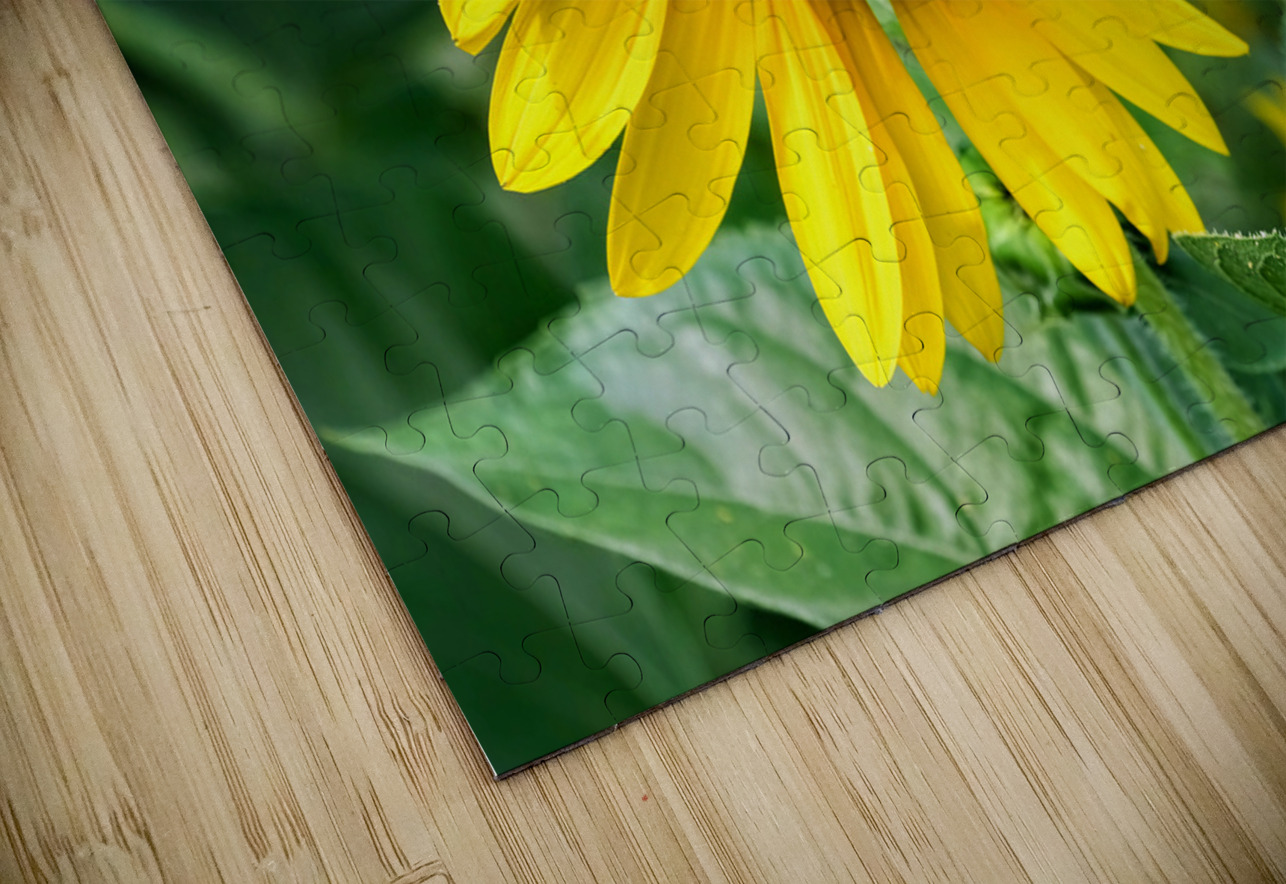 Flying into the Sun..Flower – The Dance of Daylight Click4Pix Puzzle