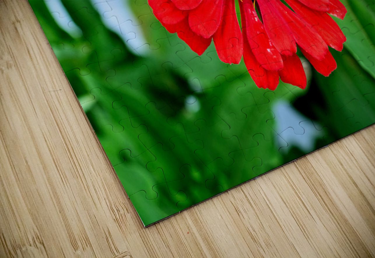 A Zinnia in Meditative Bloom Click4Pix Puzzle