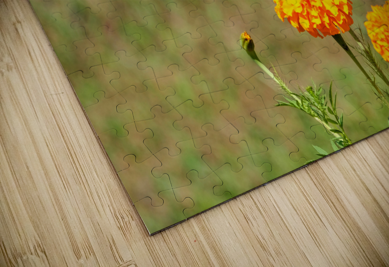 A Butterfly’s Pause Amid Sunfire Blooms Click4Pix Puzzle