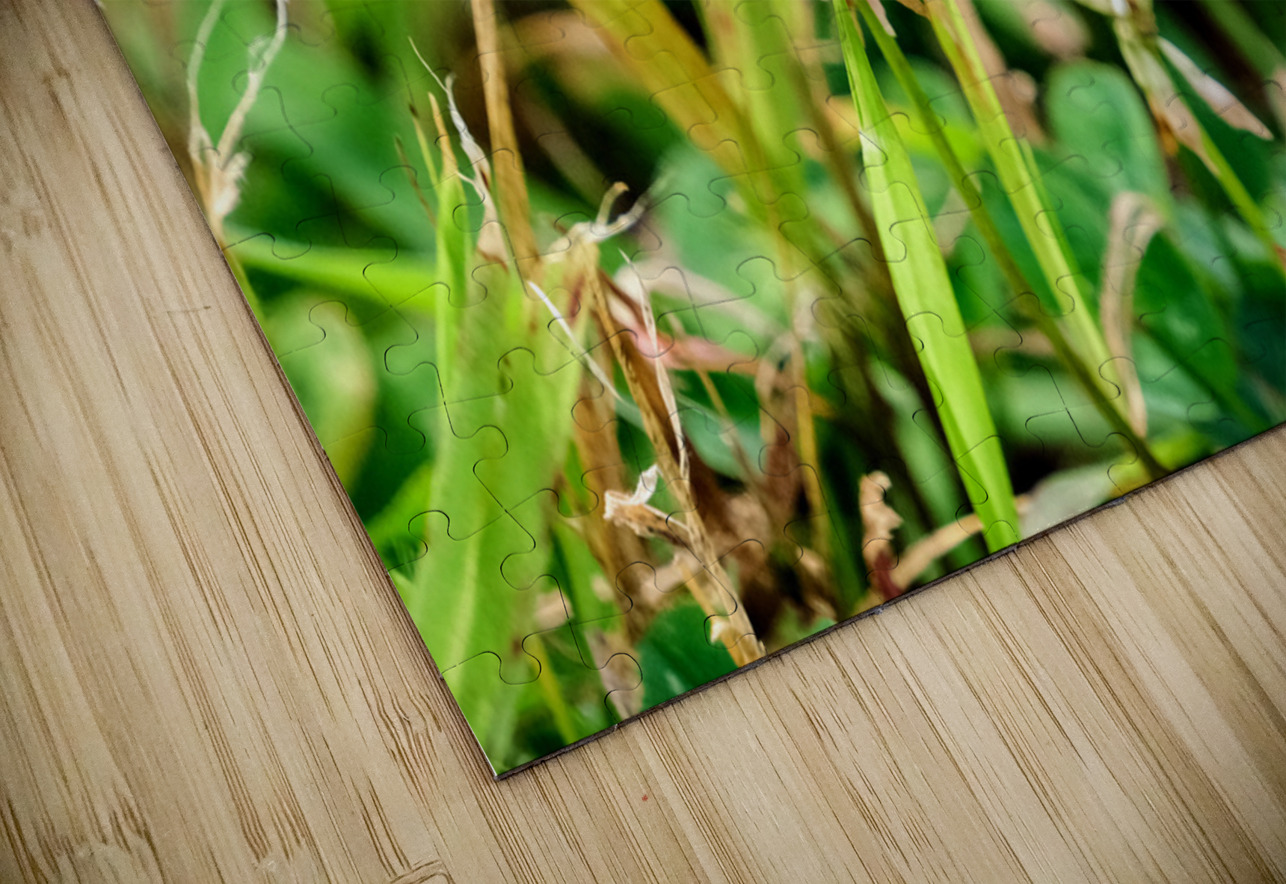 Field Cipher: A Nature Decoded Click4Pix Puzzle