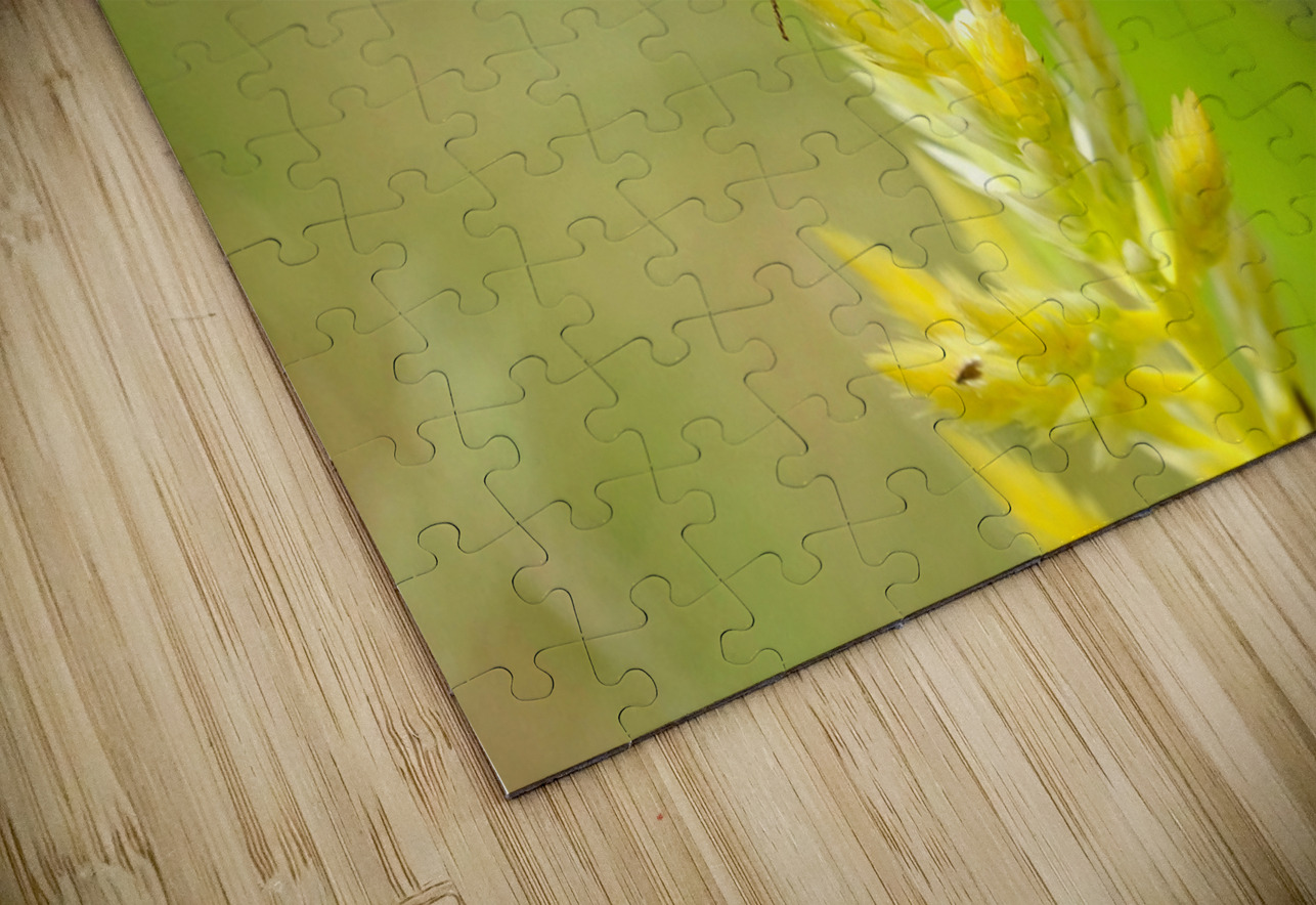 Buckeye Butterfly: Stillness Between Wingbeats Click4Pix Puzzle