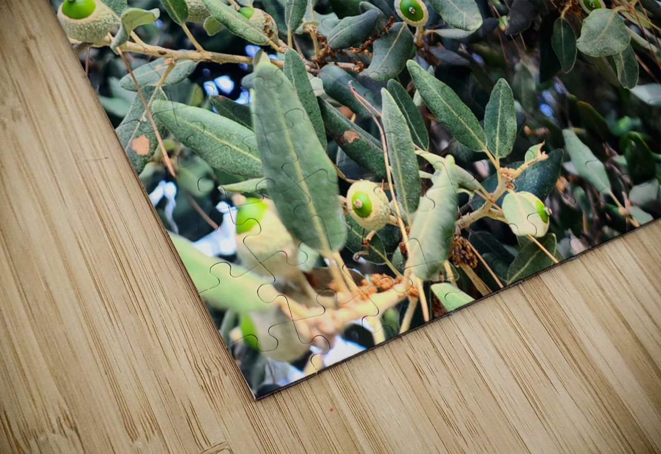 Acorn Awakening Click4Pix Puzzle