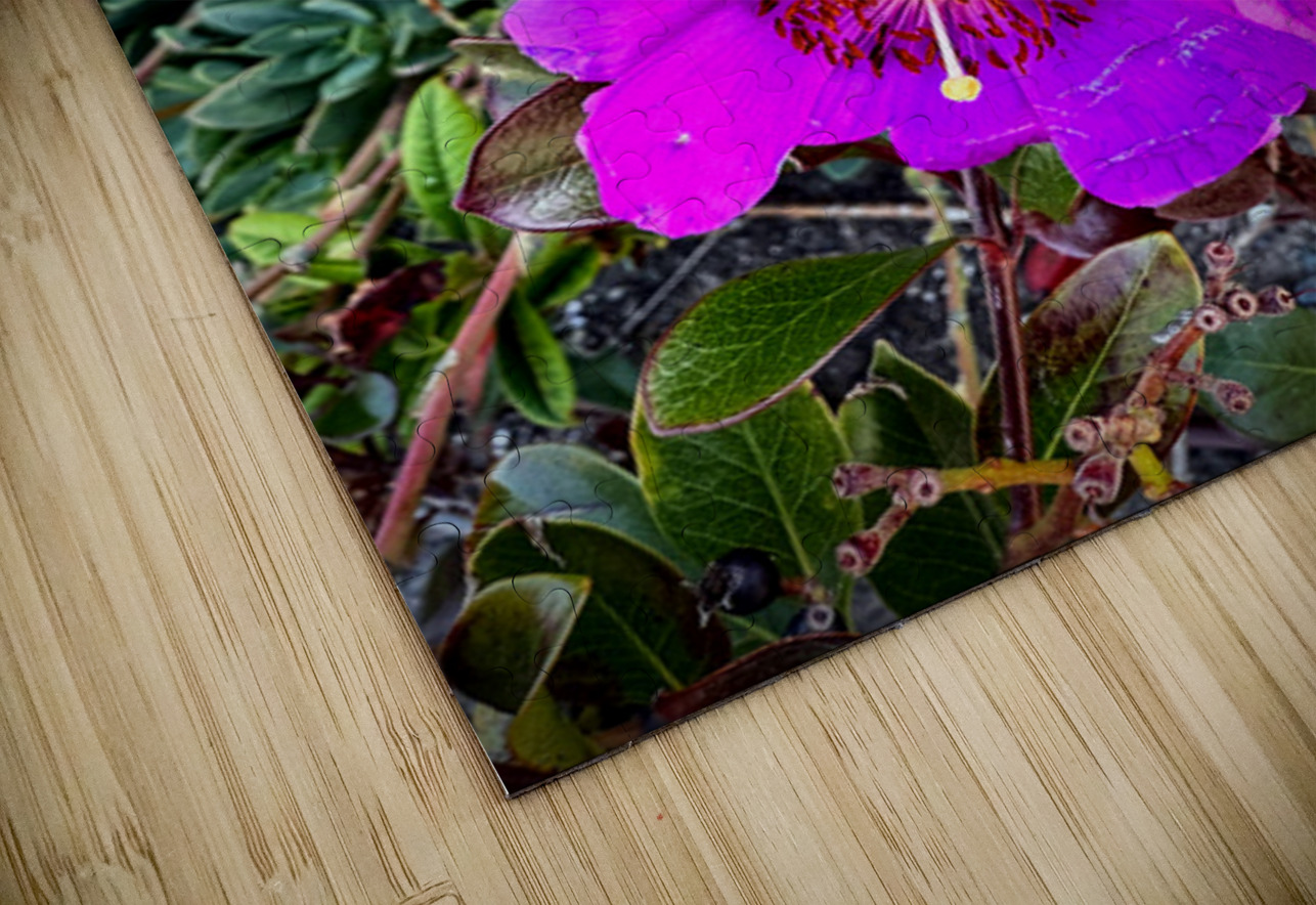 Rock Purslane: Pulse of the Desert Bloom Click4Pix Puzzle