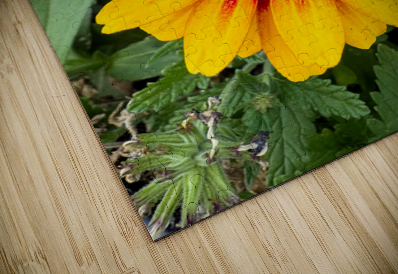 Solflare Echo Click4Pix Puzzle