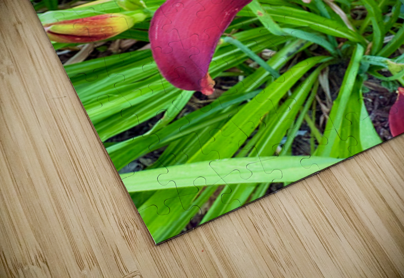 Royal Daylily Portrait Click4Pix Puzzle