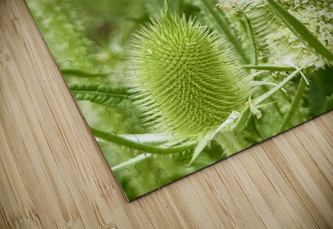 Teasel’s Midday Guest Click4Pix Puzzle