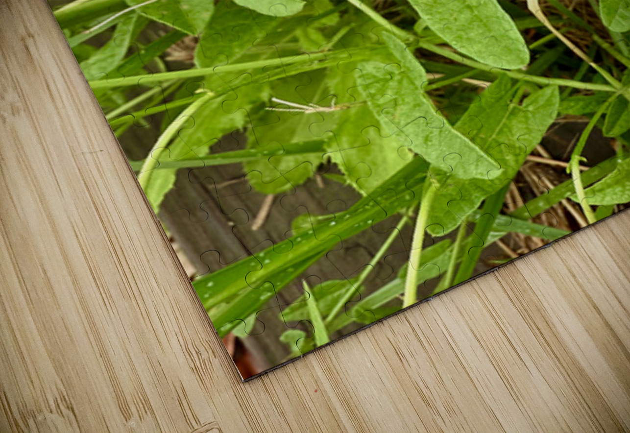 Bindweed Poise Click4Pix Puzzle