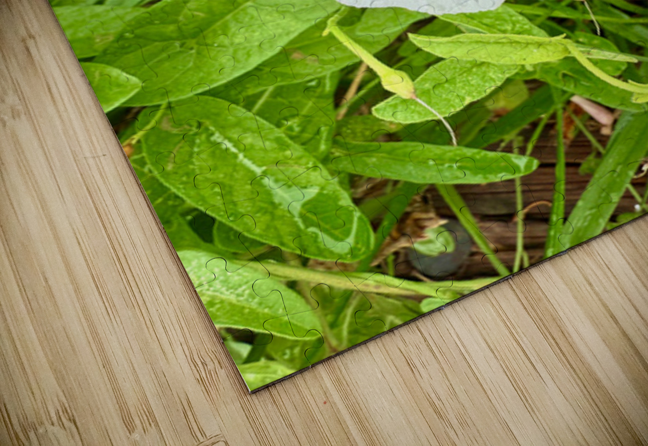 Bindweed Still Life in Nature Click4Pix Puzzle