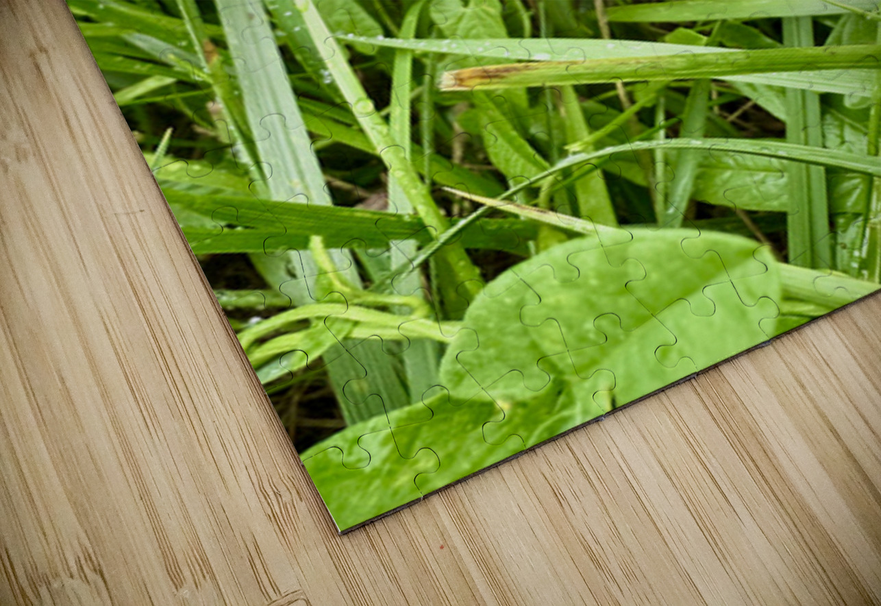 One Wild Bloom : Bindweed Focus Click4Pix Puzzle