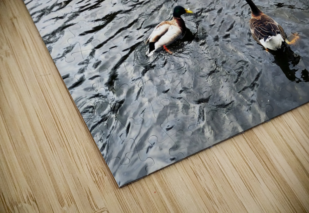 Ducking a Black Swan Moment Click4Pix Puzzle