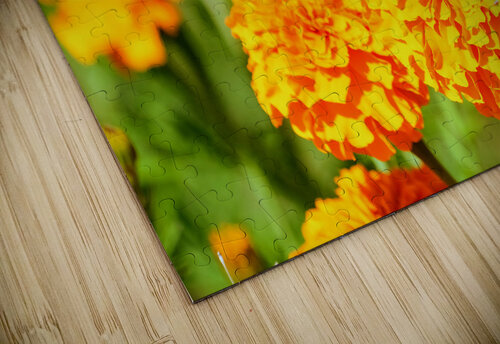 Buckeye Butterfly on Marigold: The Secret Life of Wings and Petals Click4Pix puzzle