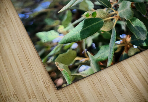 Nature’s Little Lanterns: A Hidden Symphony of Light and Green Click4Pix puzzle