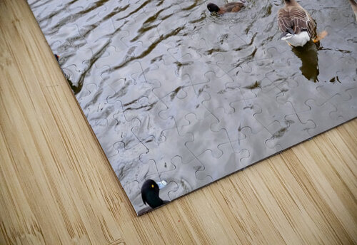 Pigeon Photobomb Click4Pix puzzle