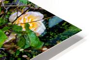 Yellow Rose: Velvet Helix HD Metal print