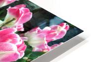 Tulips Are Better Than One B HD Metal print