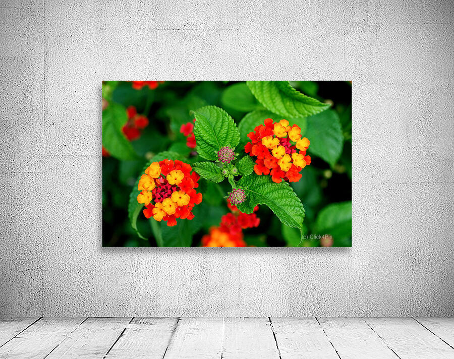 Color that Heals: The Medicinal Heart of Lantana Camara Wall Preview