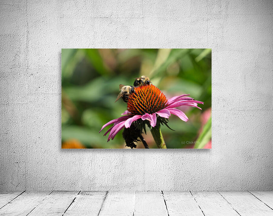 Harmony on a Purple Coneflower Wall Preview