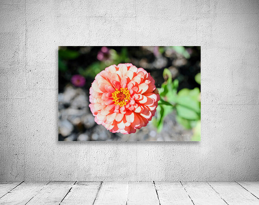 Sun Soaked Pink Zinnia Wall Preview