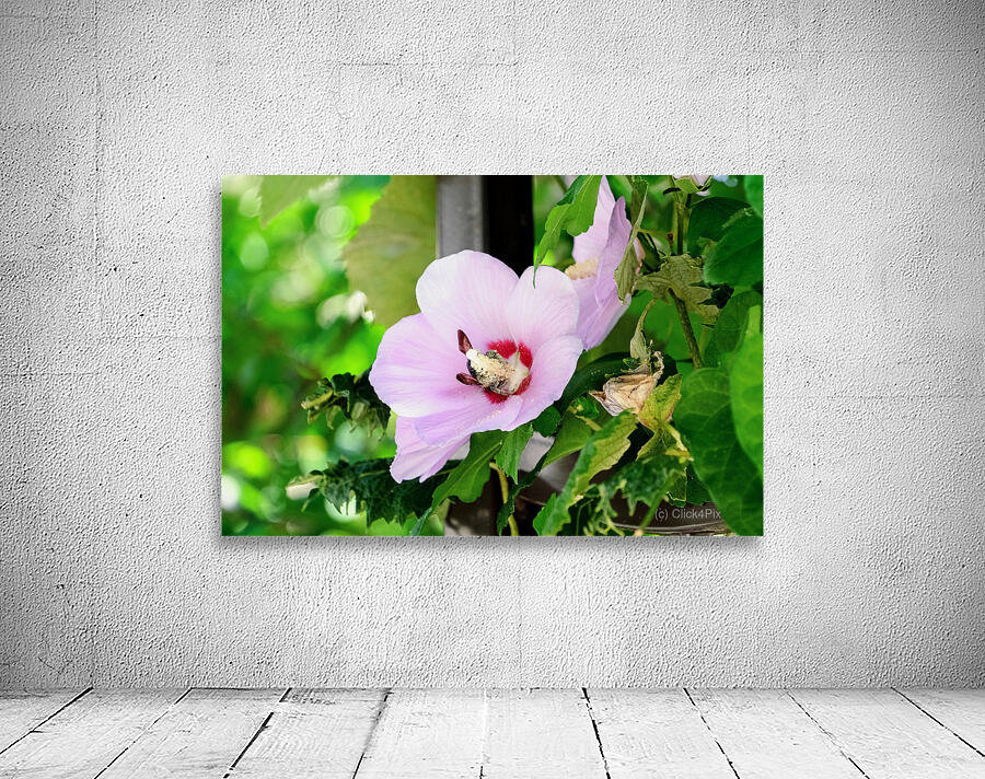 Bee Drowning in Pollen  Wall Preview