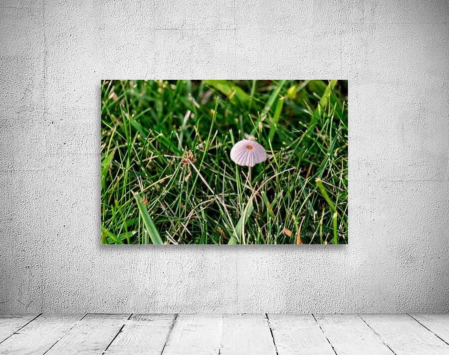 The Littlest Umbrella Wall Preview