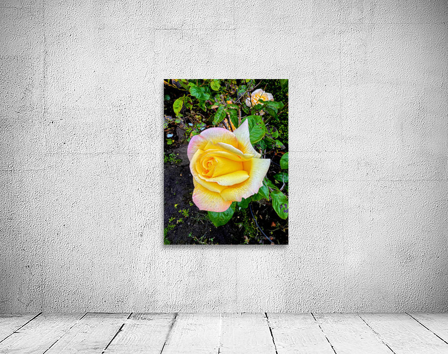 Yellow Rose: Velvet Helix Wall Preview