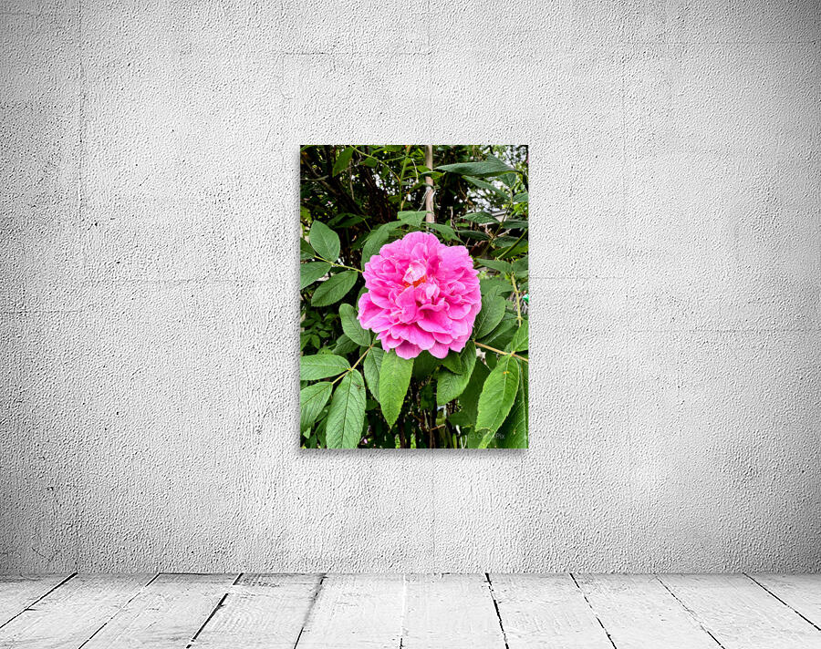 Wild Grace: The Rugosa Bloom Wall Preview
