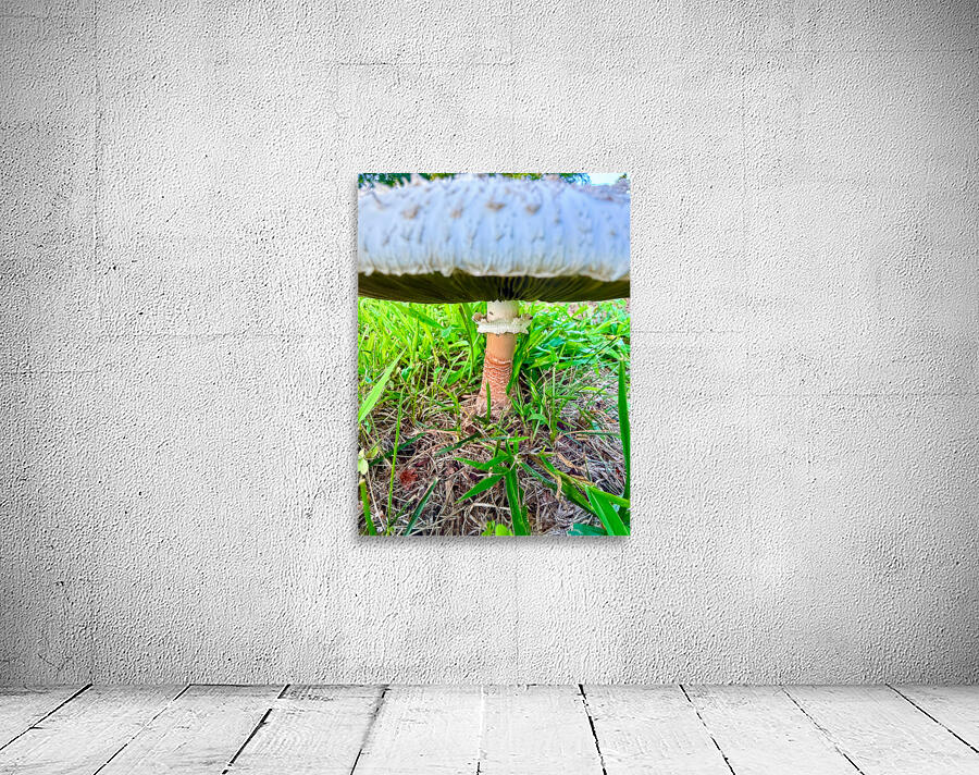 Under the Cap: A Fungal World Revealed Wall Preview