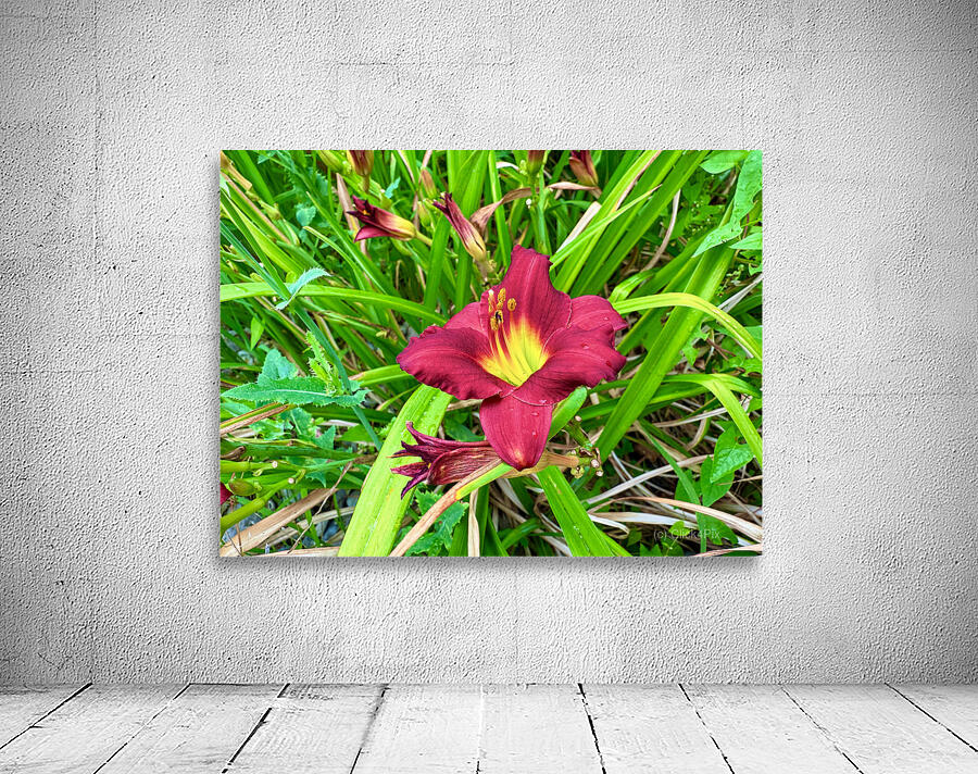 Fireheart Daylily Wall Preview