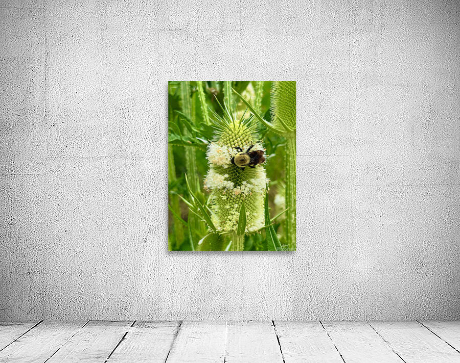 Teasel Crownwork Wall Preview
