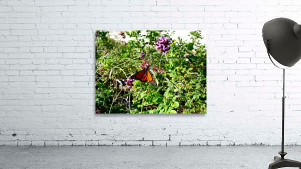Monarch Butterfly Wall Preview
