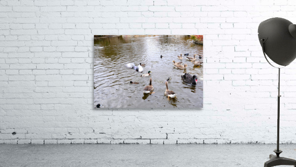 Pigeon Photobomb Wall Preview