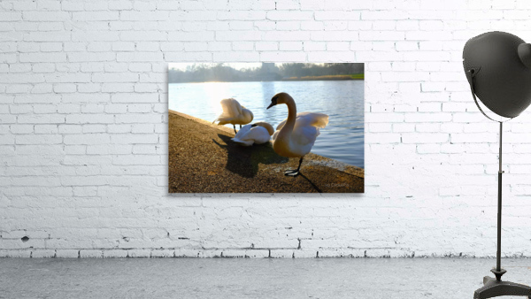 Swan Yoga Morning Stretch 3 Wall Preview