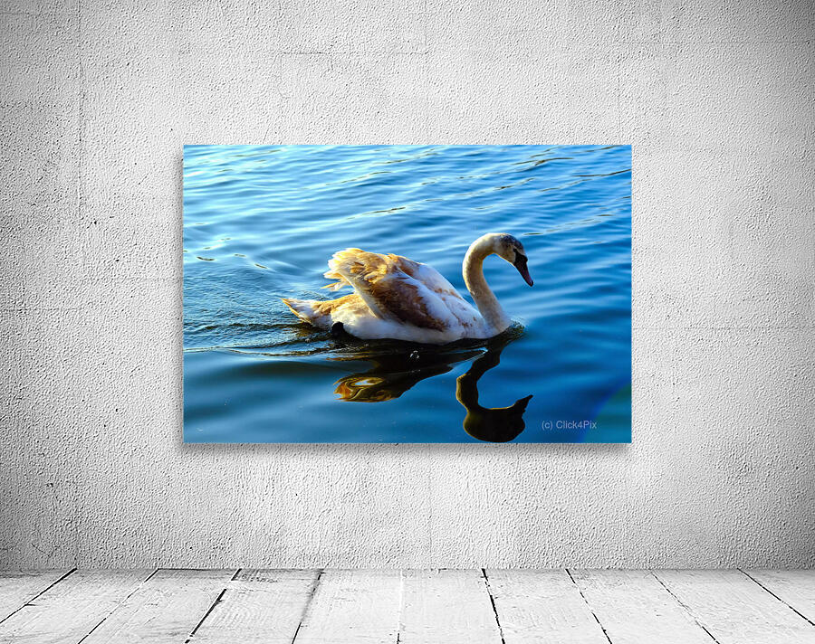 Baby Swan Cygnet Wall Preview