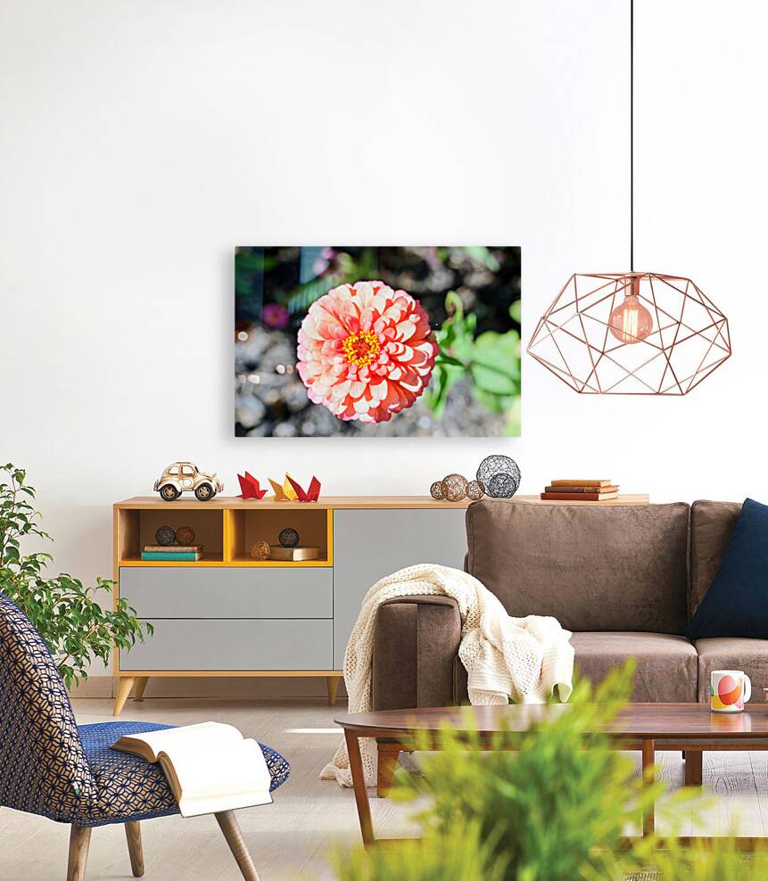 Sun Soaked Pink Zinnia Reproduction