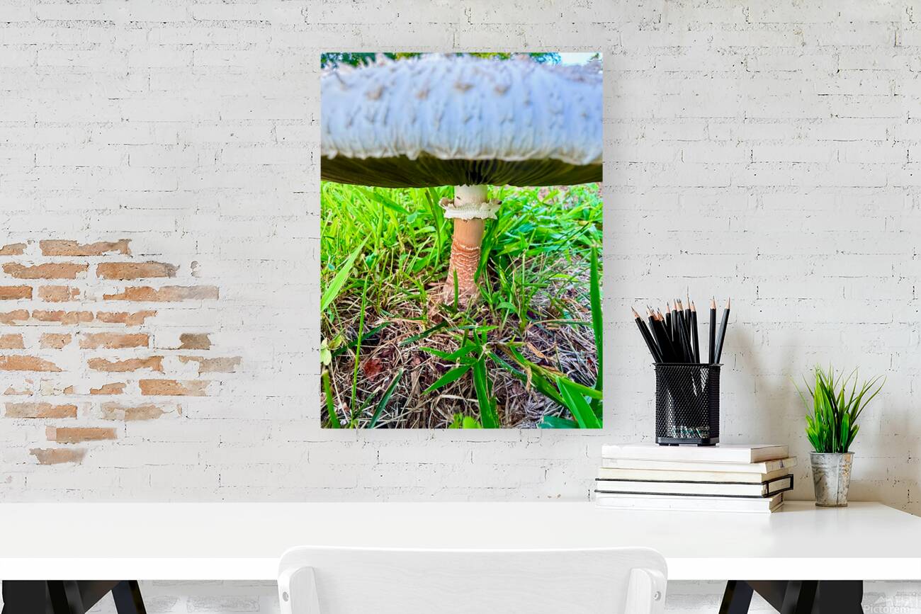 Under the Cap: A Fungal World Revealed Reproduction