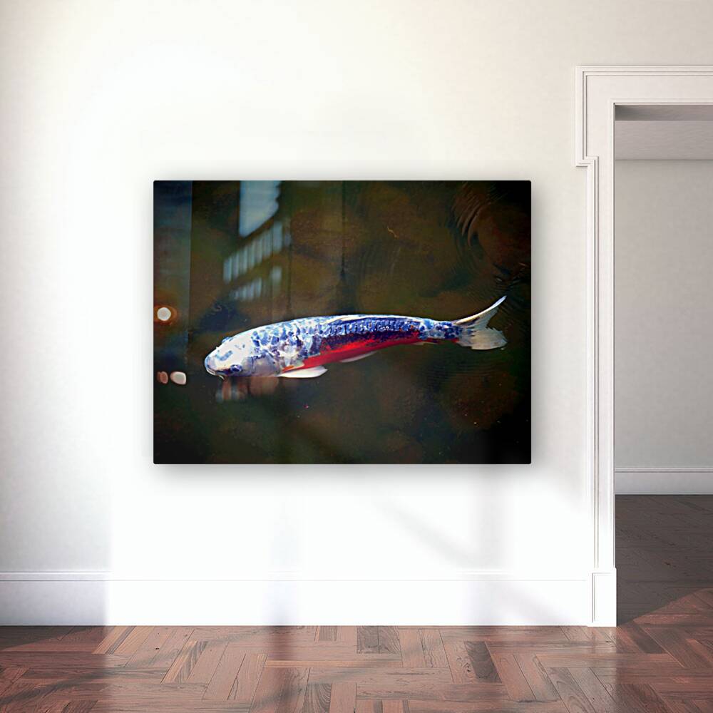 An American Koi Story Reproduction