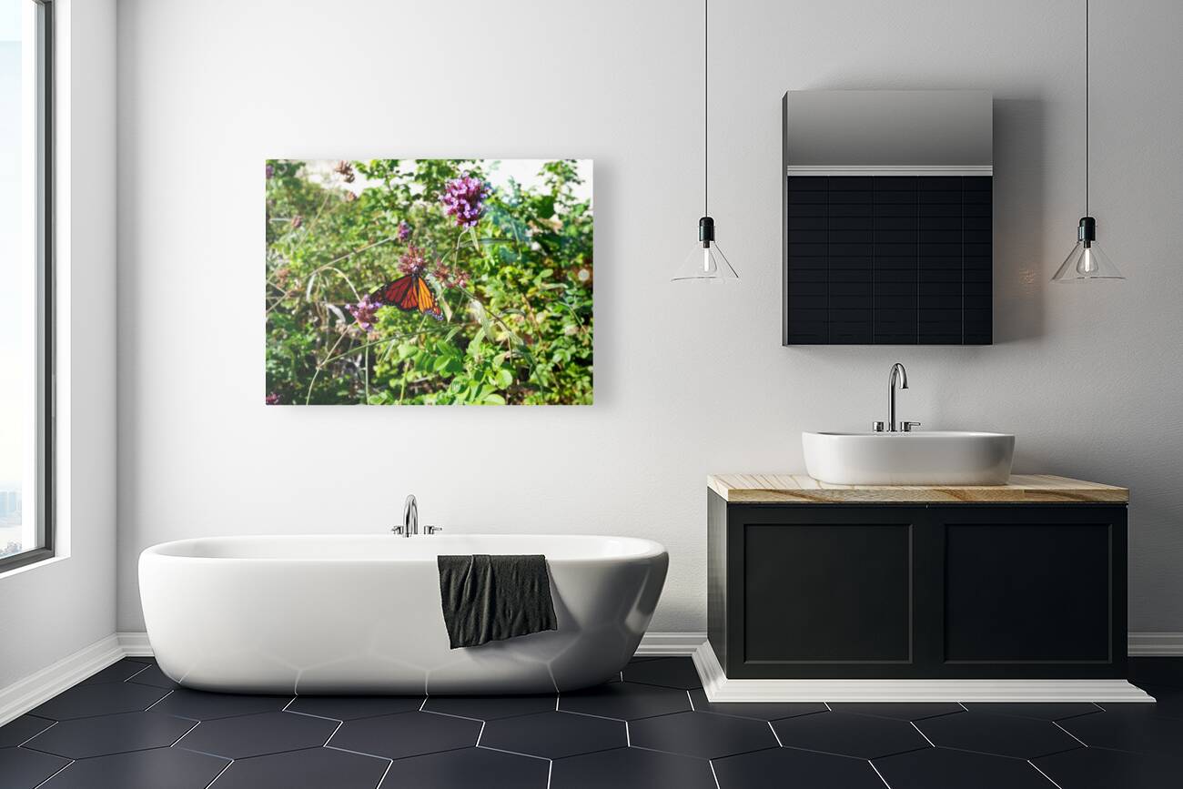 Monarch Butterfly Reproduction