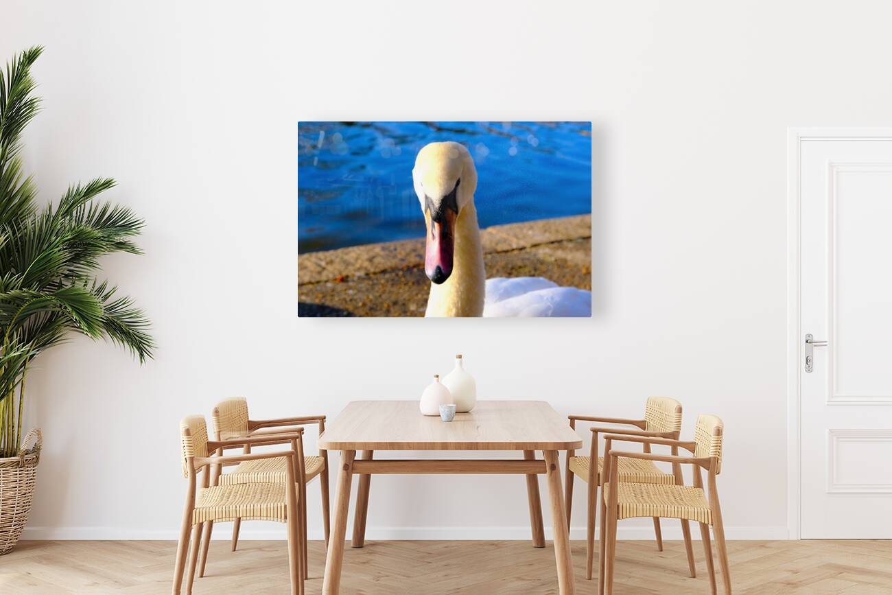 Swan Face 3 Reproduction