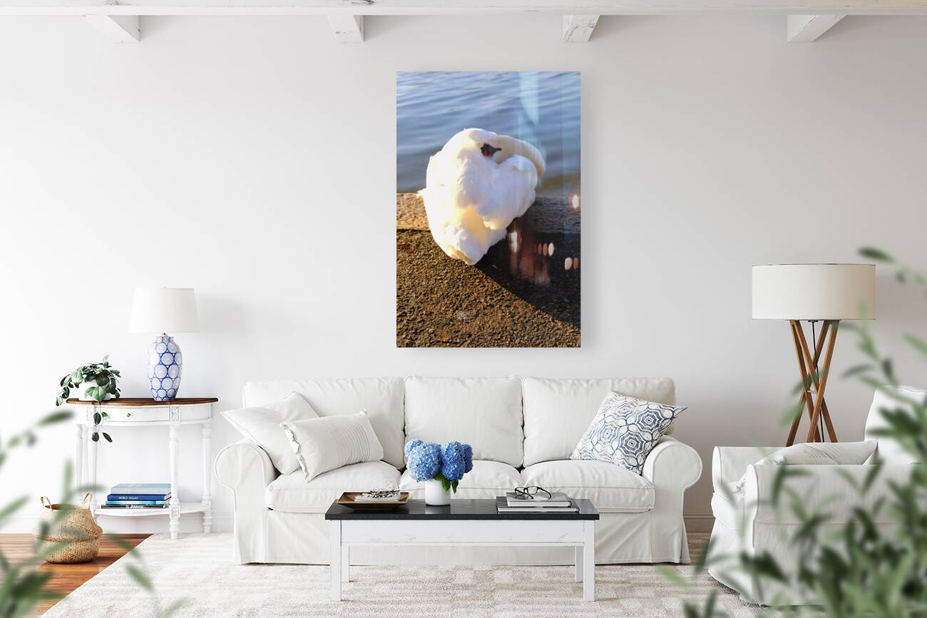 Swan at Rest Reproduction