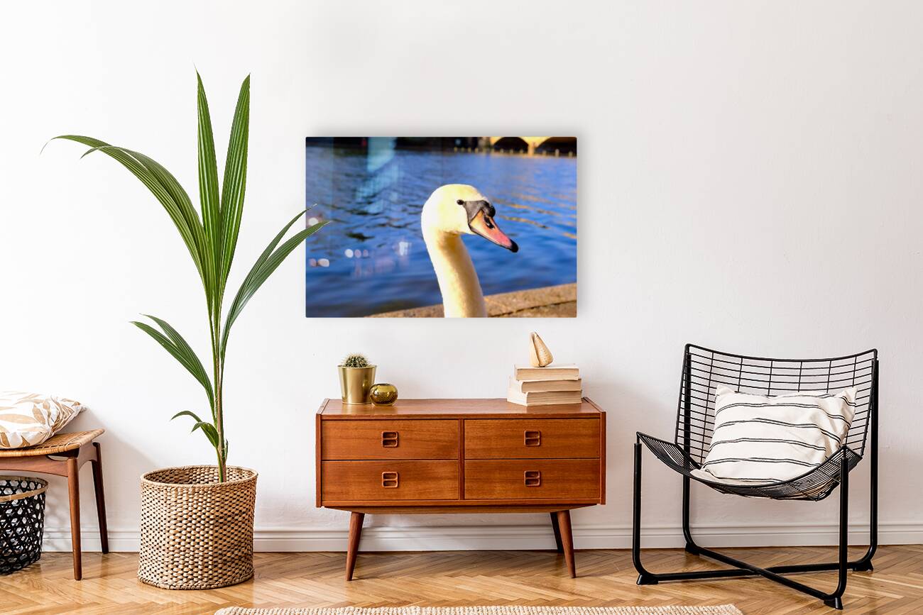 Graceful Swan by the River Reproduction